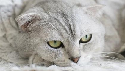 爱奇艺体育-欧文KD露出獠牙！6分钟二人得分上双 一节攻垮勇士